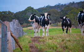 Cow Meeting