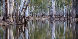 Echuca Flood