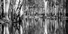 Echuca Flood