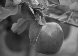 Lenswood Apples