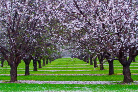 Renmark Blossom