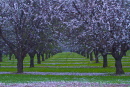almond blossomimg_0557 30 x 20