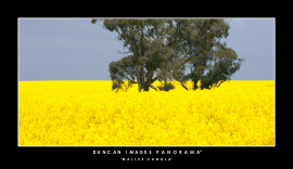 img_6202 mallee canola