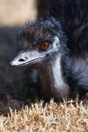 lincolnimg_8911 emu cropped