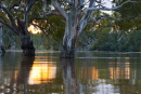 red gum flood img_9877
