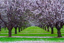 renmark blossomimg_0557